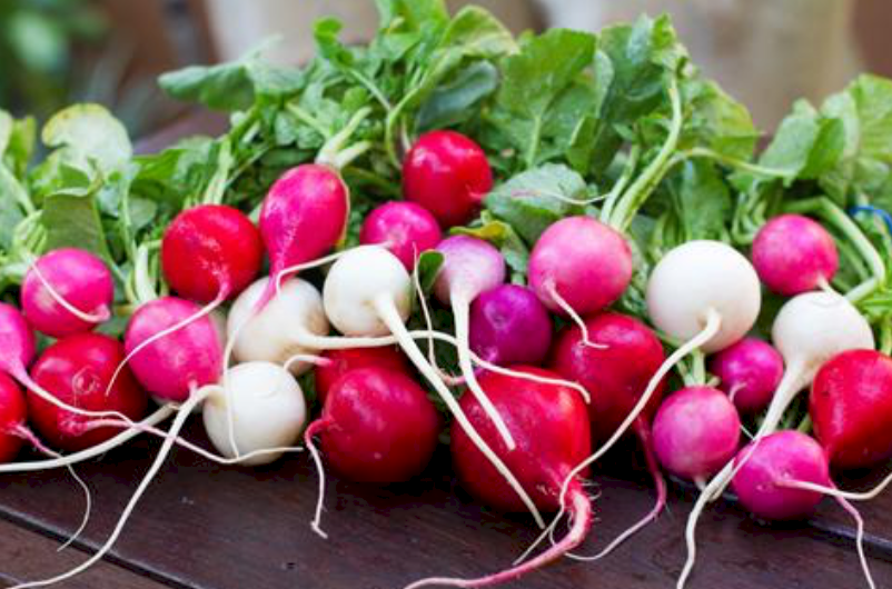 Everything is coming up...Radishes