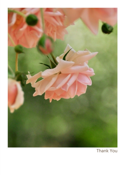 Thank You Rose Card by B Street - The Perfect Provenance